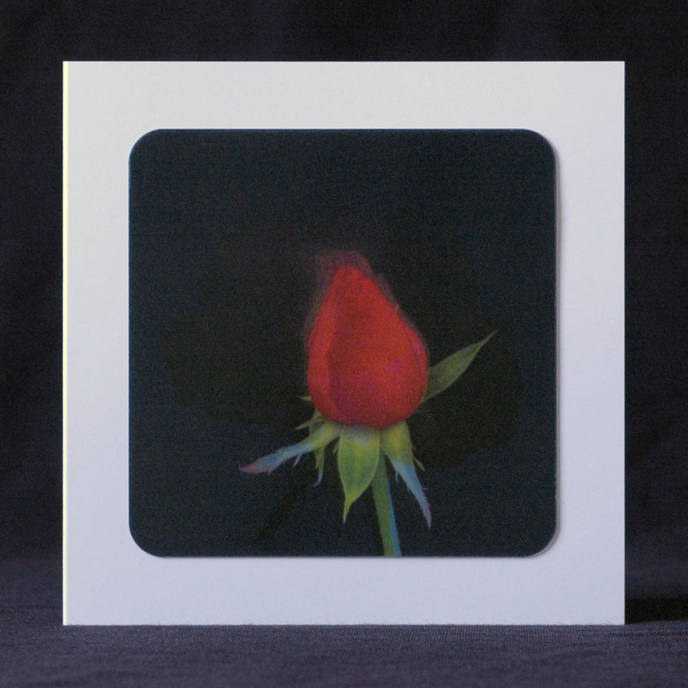 Red Rose Lenticular Greeting Card 125 x 125 mm -5 units