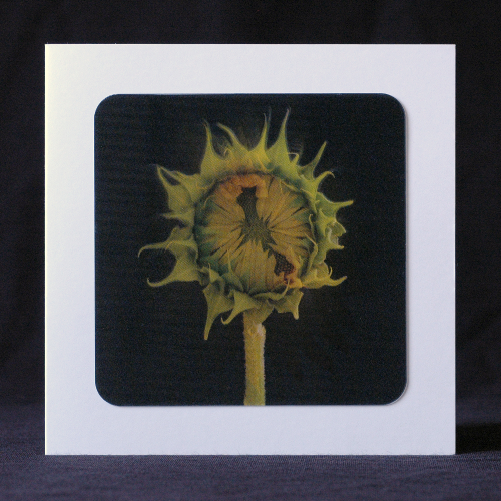 Sunflower Lenticular Greeting Card 125 x 125 mm -5 units
